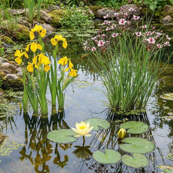0 - Iris Jaune Plante Berge Bassin - Floraison Jaune - Rustique - Image 3