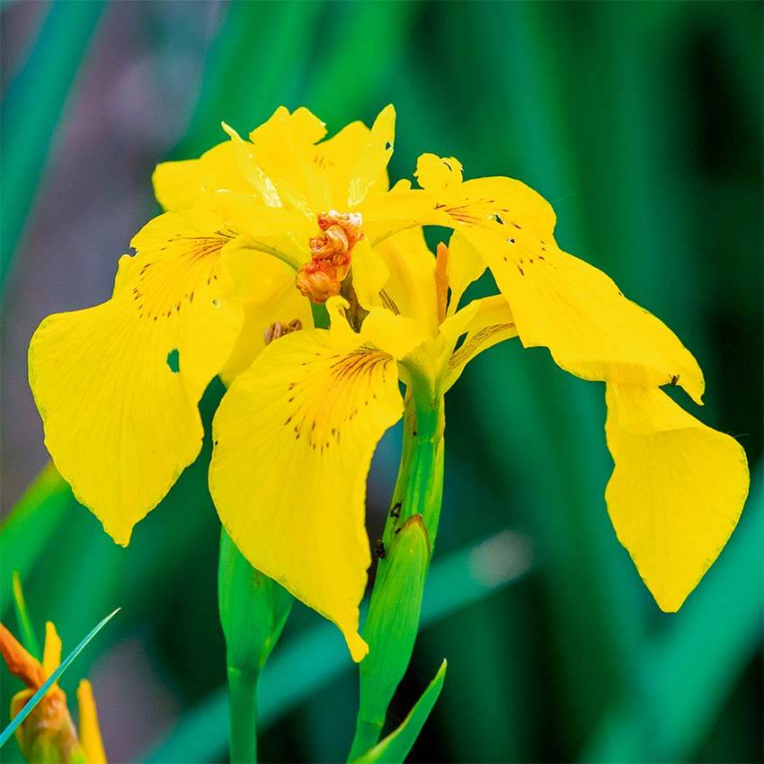 0 - Iris Jaune Plante Berge Bassin - Floraison Jaune - Rustique - Image 2
