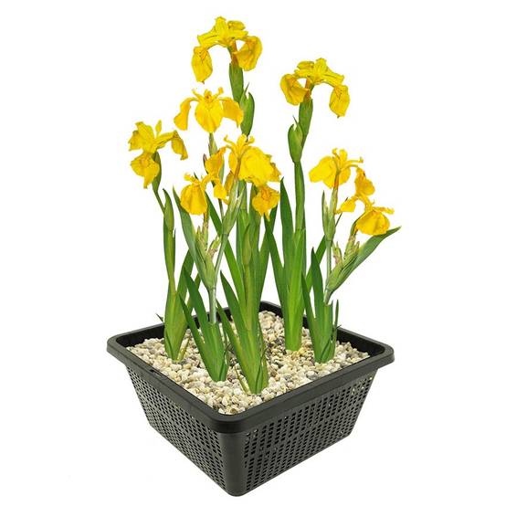 0 - Iris Jaune Plante Berge Bassin - Floraison Jaune - Rustique - Image 1
