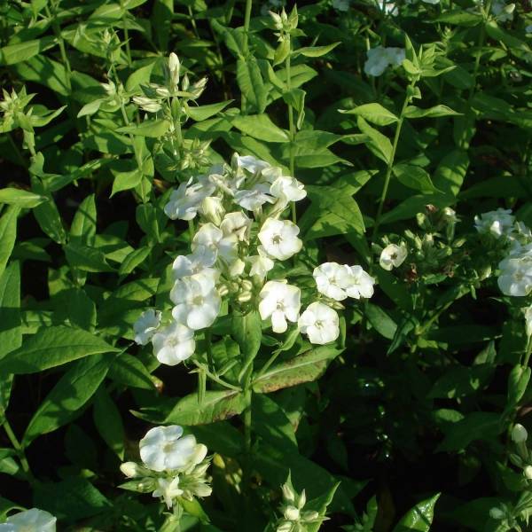 Promesse de Fleurs - Phlox paniculata Jade - Phlox paniculé Pot de 2L/3L