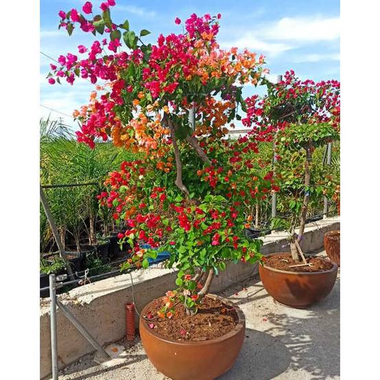 0 - Bougainvillier hybride multi couleur (bougainvillier) Pot de 70L 200/225cm - Image 1