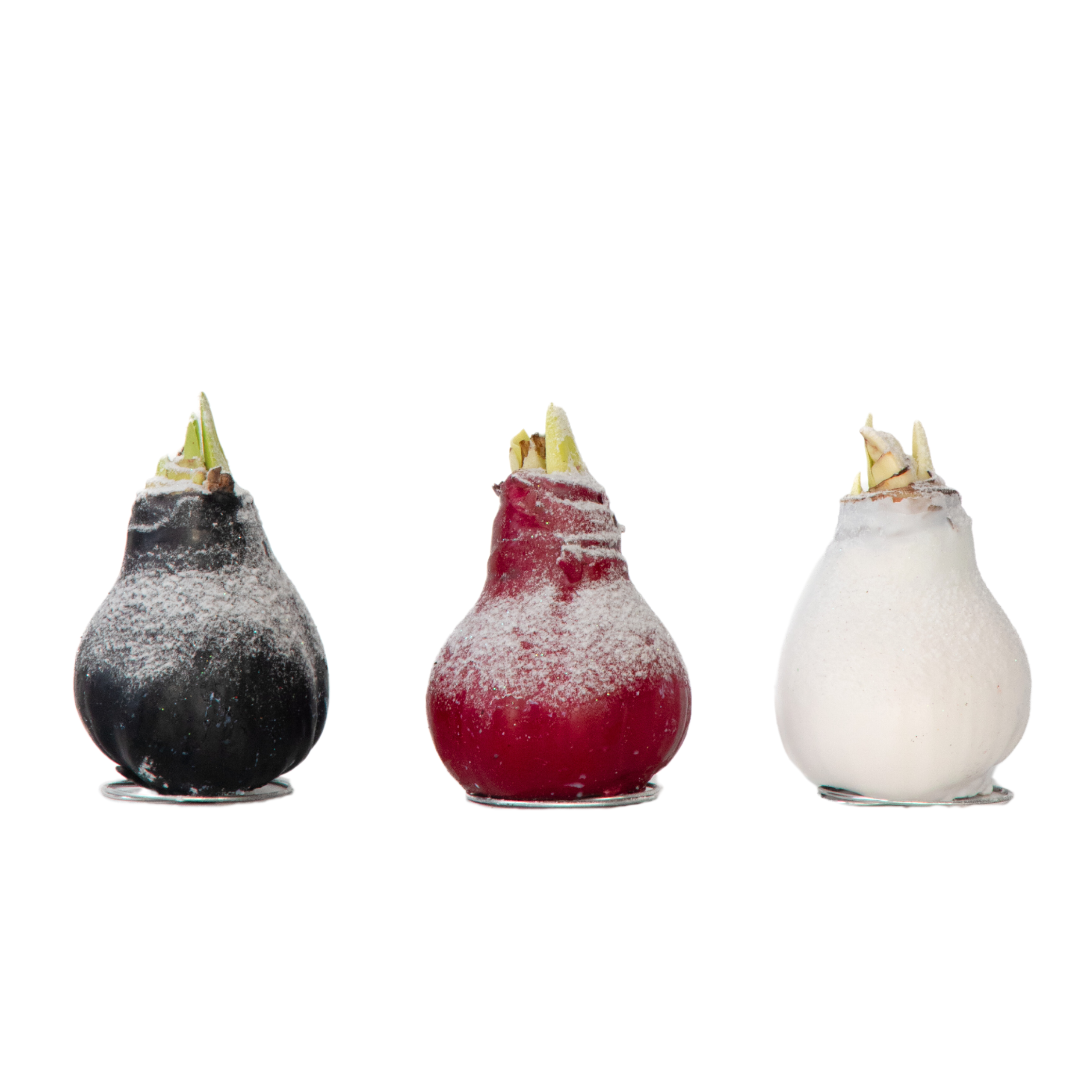 Plant In A Box - Amaryllis - Hippeastrum 'Wax Snow Mix' - Bulbe de fleur - Rouge - Image 1
