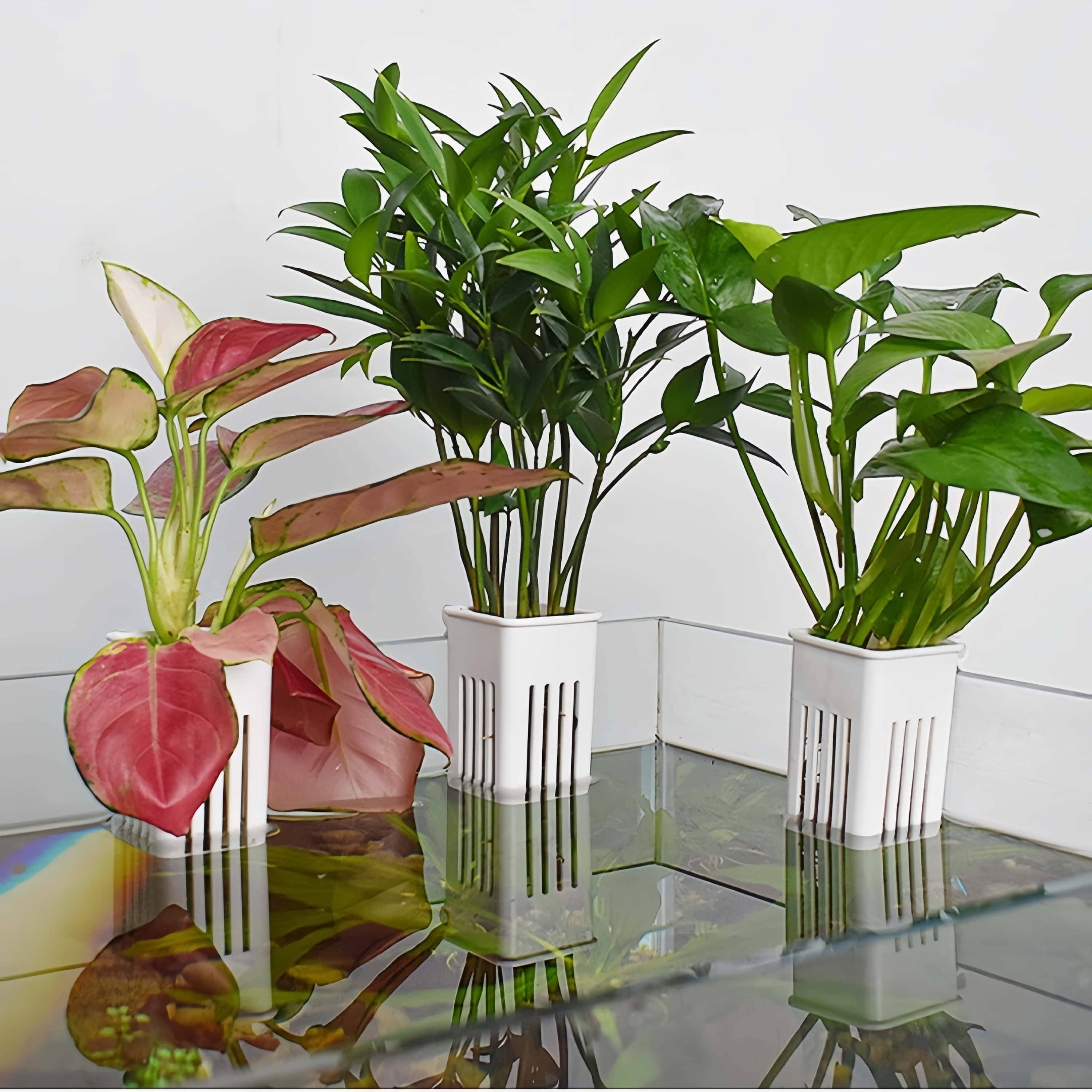 DtopbuyAge - 2 supports suspendus pour plantes DtopbuyAge d aquarium robustes blanc DtopbuyAge - Image 2