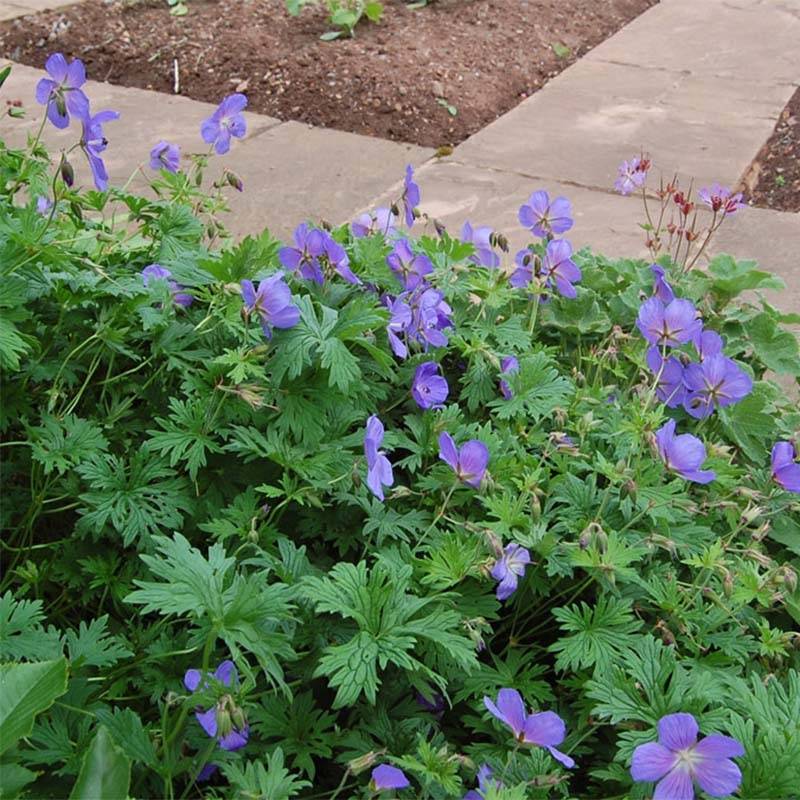 Promesse de Fleurs - Geranium vivace himalayense Gravetye - Géranium de l'hymalaya Pot de 2L/3L