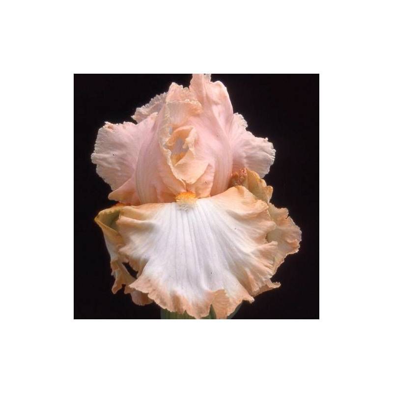 Iris des jardins Peach Frost à fleurs Rose/ - feuillage Caduc - Godet - 5/20 cm - Image 1