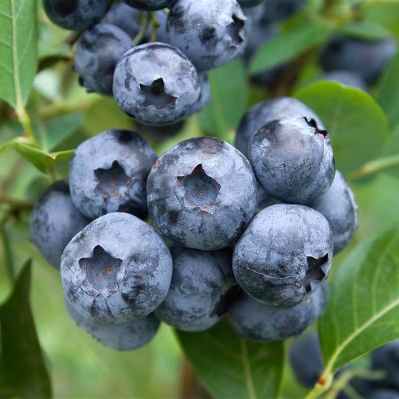 Promesse de Fleurs - Myrtillier Blue Suede Pot de 4L/5L, Buisson
