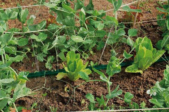 Jardibric - Jardibric – Arroseur Souple Microperforé 7,5 m – Tuyau Goutte à Goutte Irrigation - Image 3