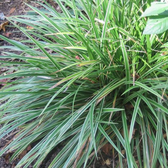 Promesse de Fleurs - Carex morrowii Variegata - Laîche du Japon Godet de 8/9 cm