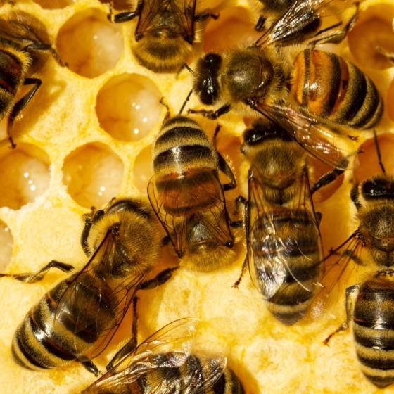 Biotop - Biotop - Cocons d'abeilles pollinisatrices (x20-30 env) - Image 2
