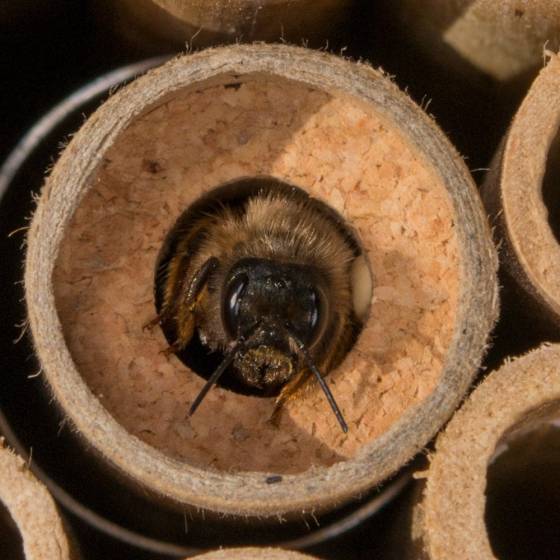 Biotop - Biotop - Cocons d'abeilles pollinisatrices (x20-30 env) - Image 3
