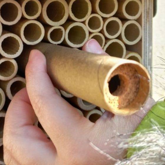 Biotop - Biotop - Cocons d'abeilles pollinisatrices (x20-30 env) - Image 6