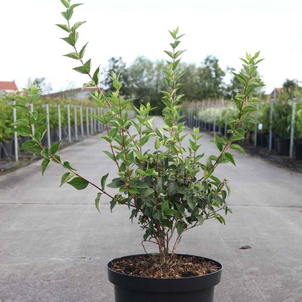 Philadelphus Dame Blanche - Seringat Godet de 8/9 cm