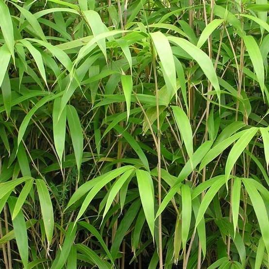 Promesse de Fleurs - Bambou Métaké - Pseudosasa japonica Pot de 12L/15L - Image 1