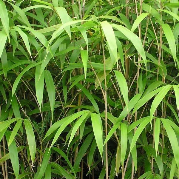 Promesse de Fleurs - Bambou Métaké - Pseudosasa japonica Pot de 12L/15L - Image 1