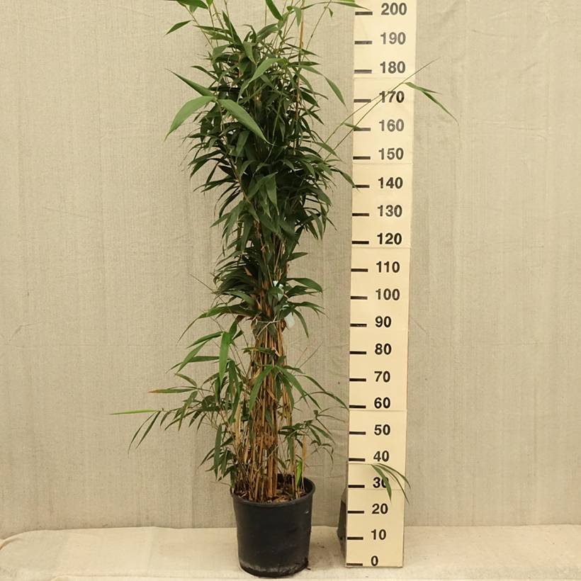 Promesse de Fleurs - Bambou Métaké - Pseudosasa japonica Pot de 12L/15L - Image 2