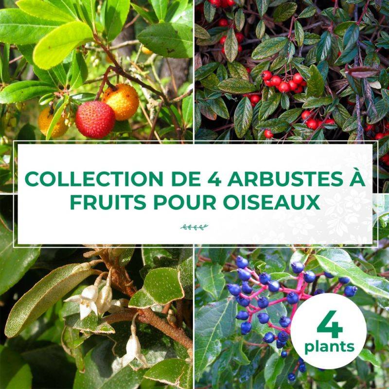 Collection 4 Arbustes à Fruits pour Oiseaux - Godet - Taille 20/40cm - Pépinières Naudet - Image 1