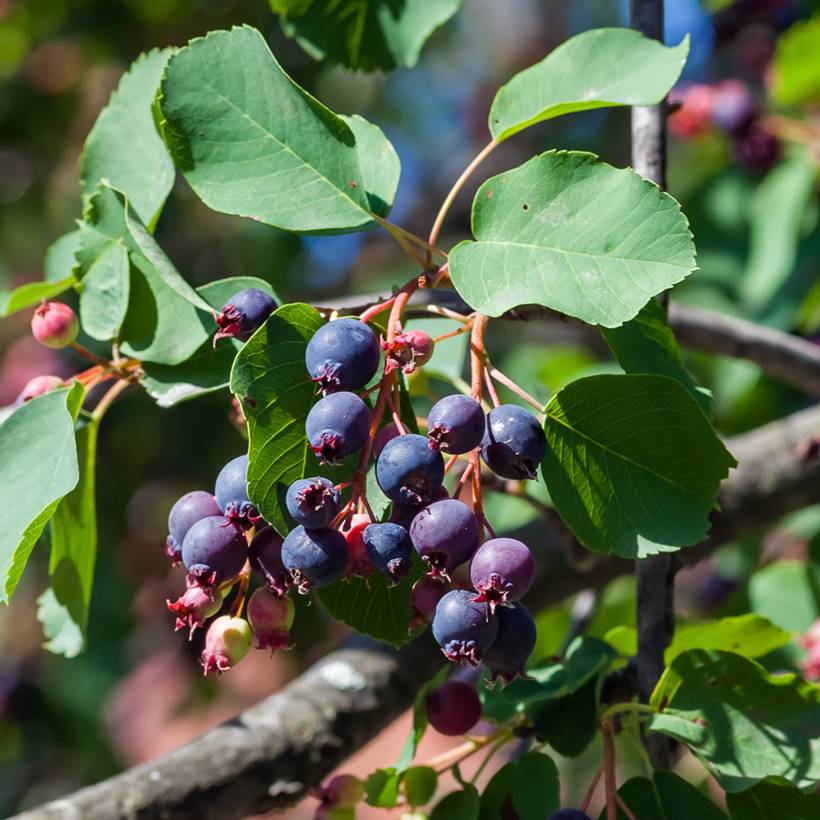 Amelanchier alnifolia GreatBerry Farm Pot de 3L/4L