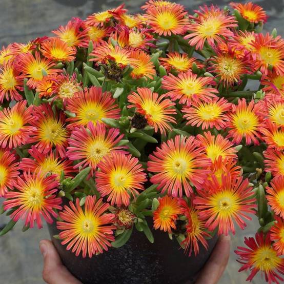 Delosperma Fire Wonder®, Pourpier vivace à fleurs Jaune - feuillage Persistant - Pot de 3L - 20/40 cm- hauteur à maturité De 0,15 m à 0,50 m