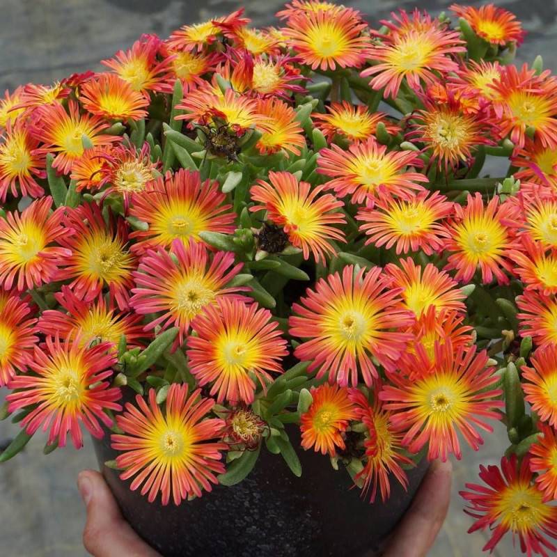Delosperma Fire Wonder®, Pourpier vivace à fleurs Jaune - feuillage Persistant - Pot de 3L - 20/40 cm-  hauteur à maturité De 0,15 m à 0,50 m
