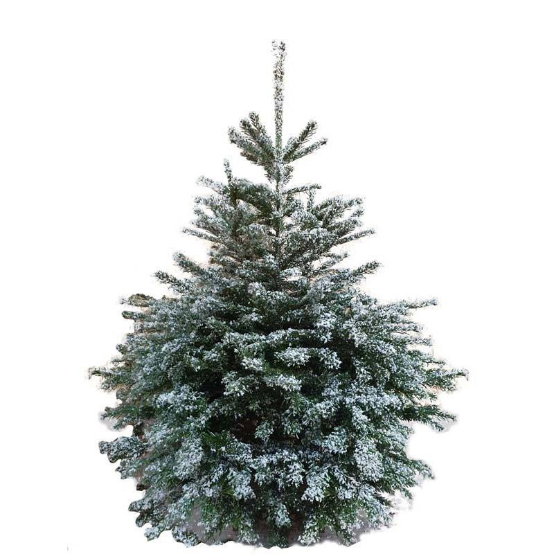 Sapin de Noël givré Nordmann naturel 200-220 cm