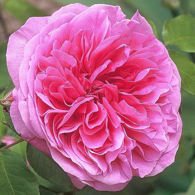 Rosier Anglais Gertrude Jekyll® 'Ausbord' à fleurs Rose/ - feuillage Caduc - Pot de 3L - 20/40 cm - Image 1