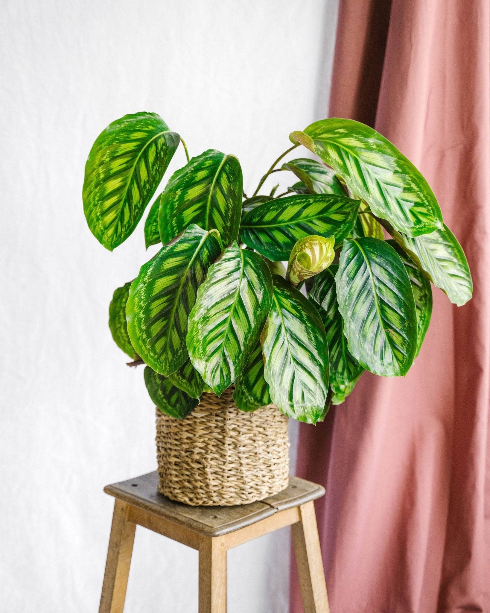 Calathea Flamestar 75cm - Plante d'intérieur- La Green Touch - Image 3