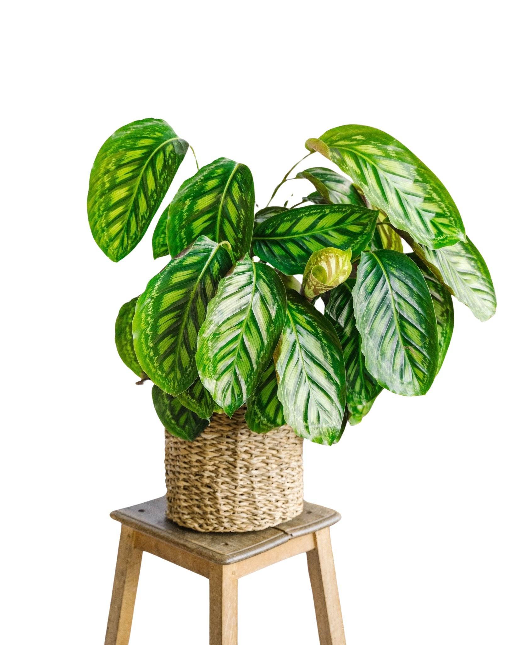Calathea Flamestar 75cm - Plante d'intérieur- La Green Touch - Image 1