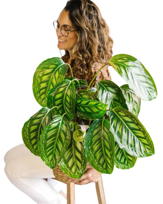 Calathea Flamestar 75cm - Plante d'intérieur- La Green Touch - Image 4