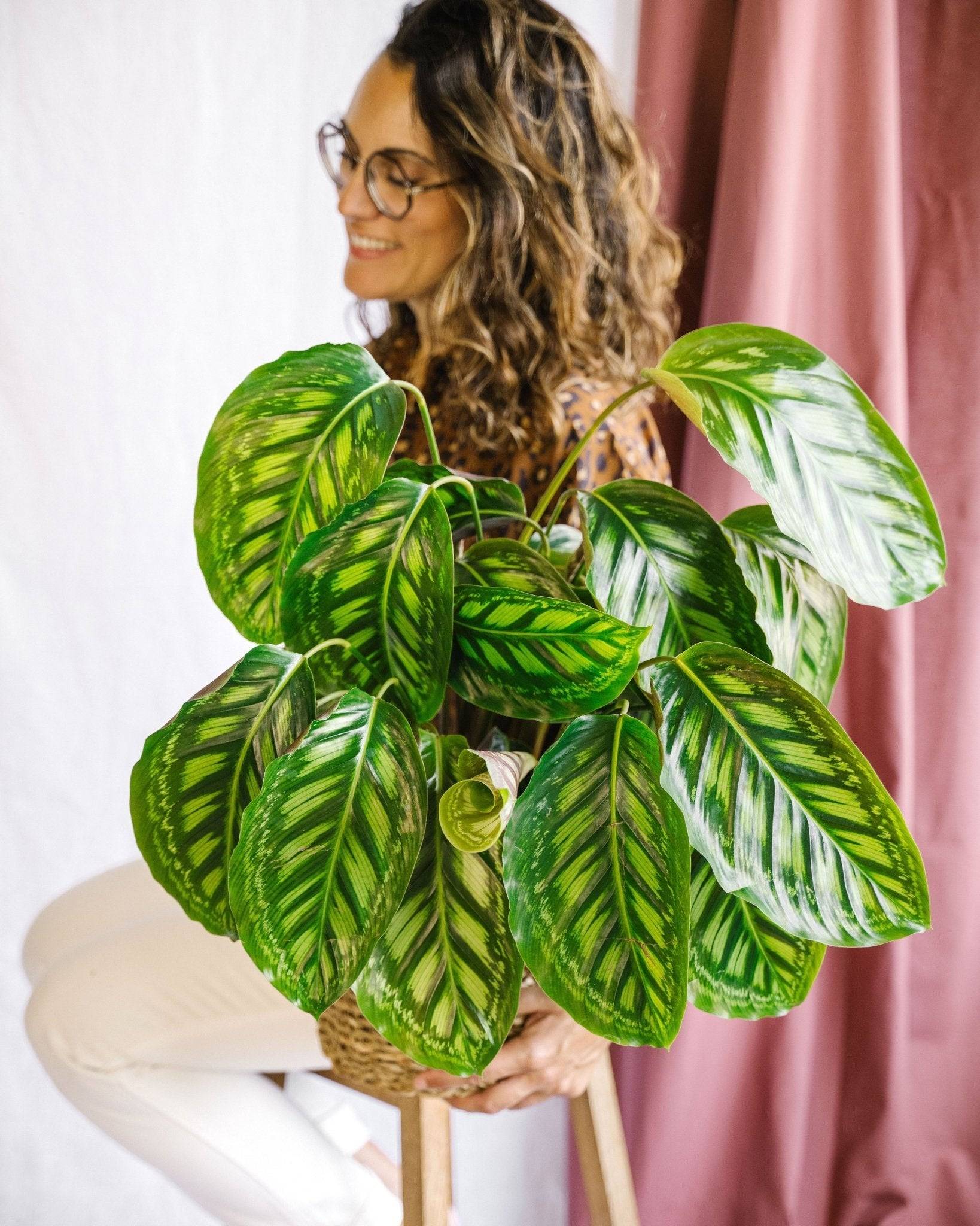 Calathea Flamestar 75cm - Plante d'intérieur- La Green Touch - Image 2