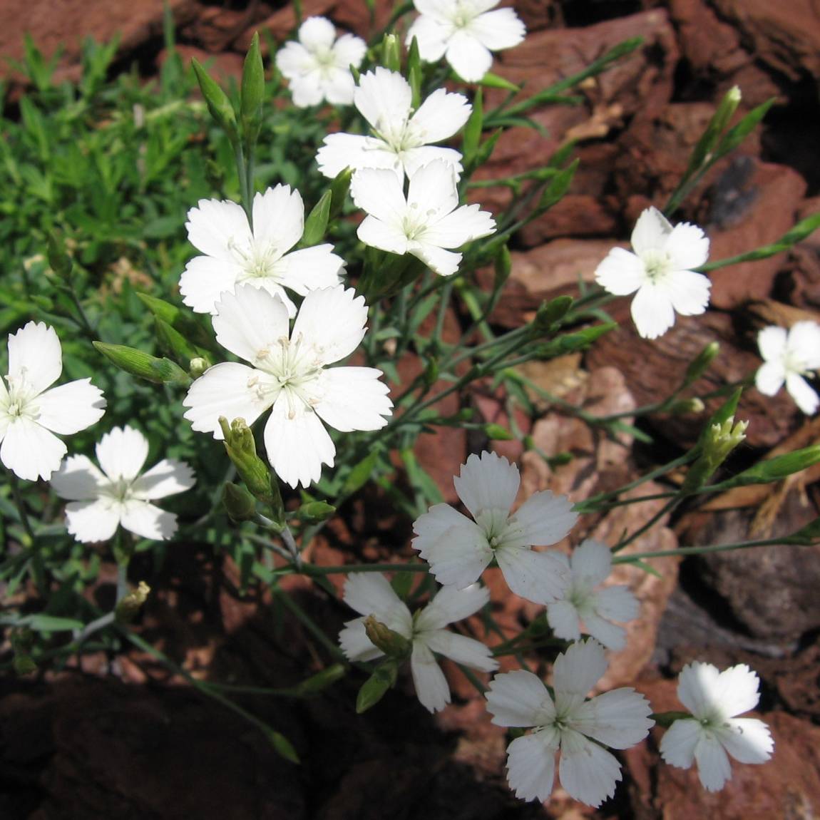 Promesse de Fleurs - Dianthus deltoides Albiflorus - Oeillet des landes Pot de 2L/3L