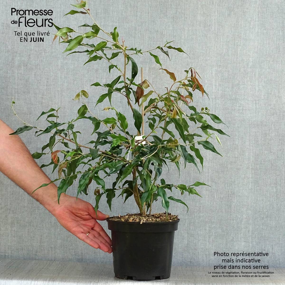 Promesse de Fleurs - Camellia tsaii - Camélia d'hiver Pot de 4L/5L - Image 2