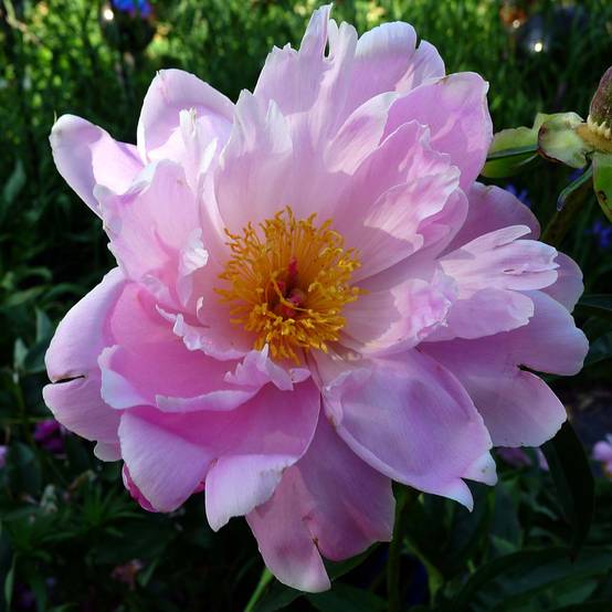 Promesse de Fleurs - Pivoine lactiflora Sea Shell Pot de 3L/4L
