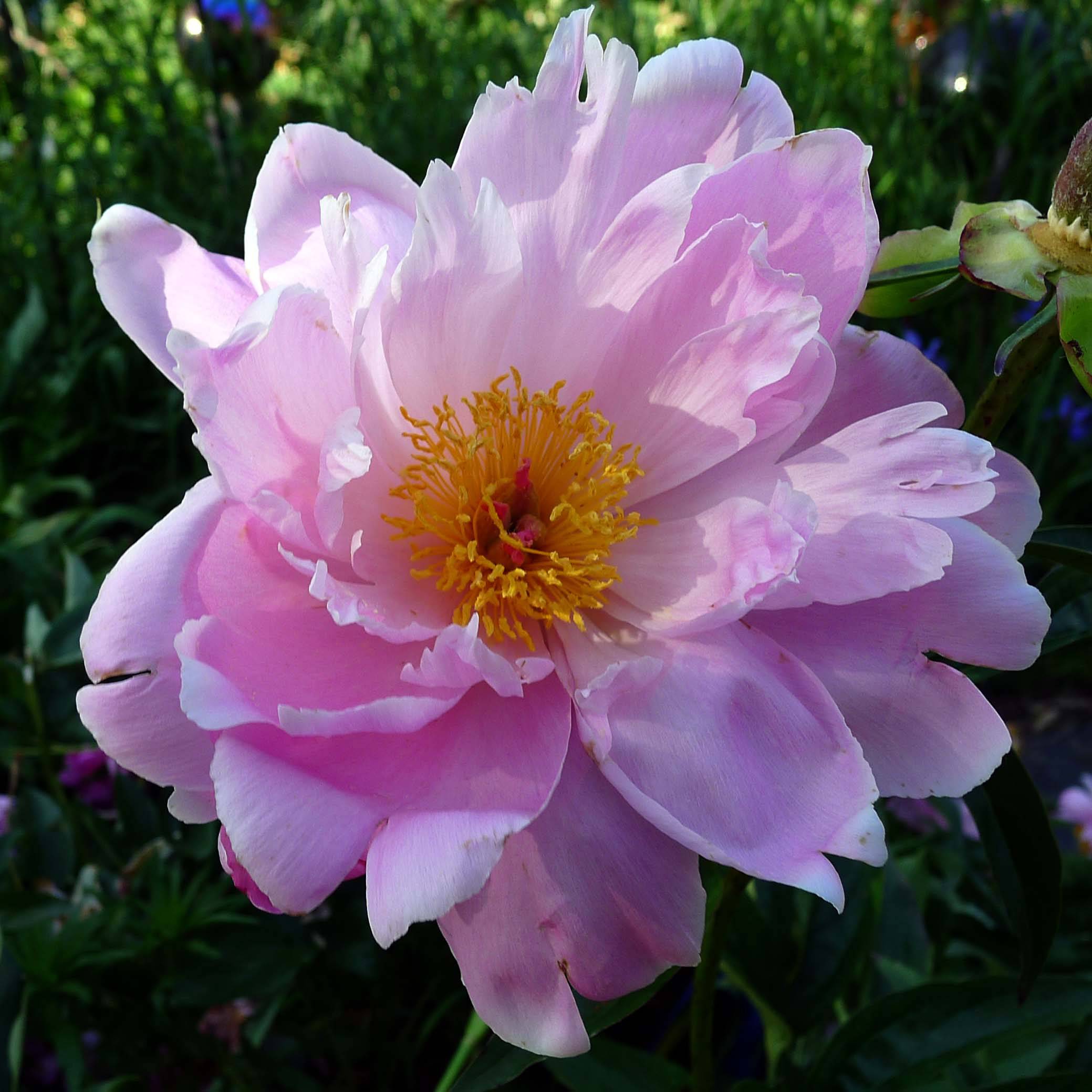 Promesse de Fleurs - Pivoine lactiflora Sea Shell Pot de 3L/4L
