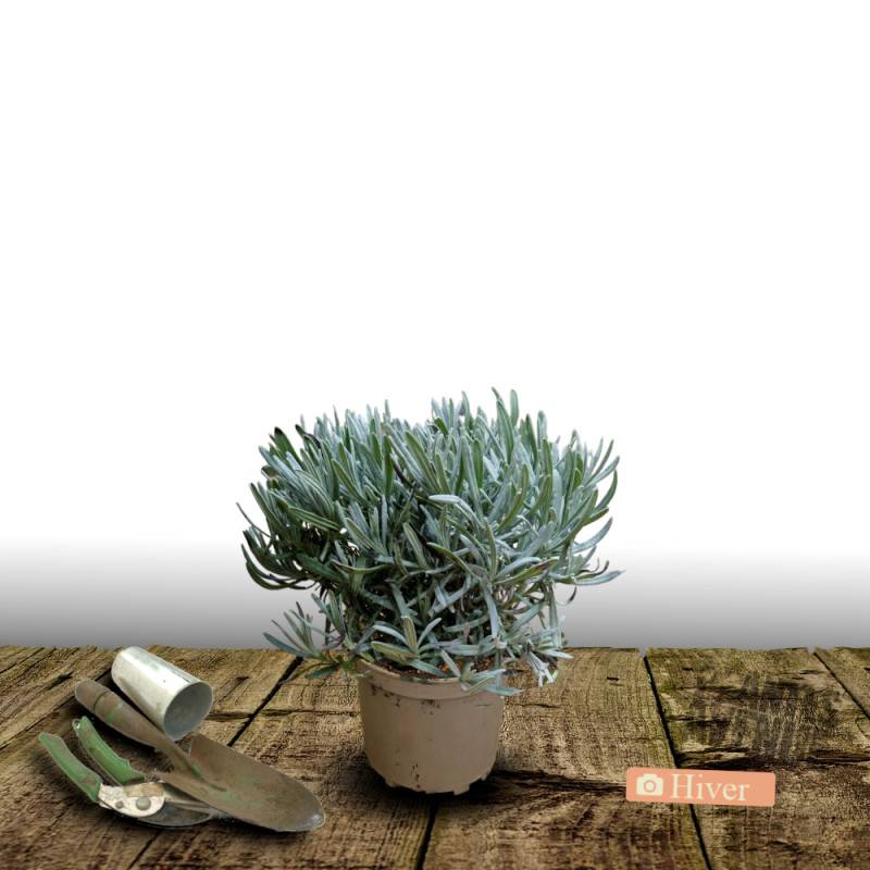 Lavande Abrial à fleurs Bleue/ - feuillage Persistant - Pot de 3L - 20/40 cm - Image 4