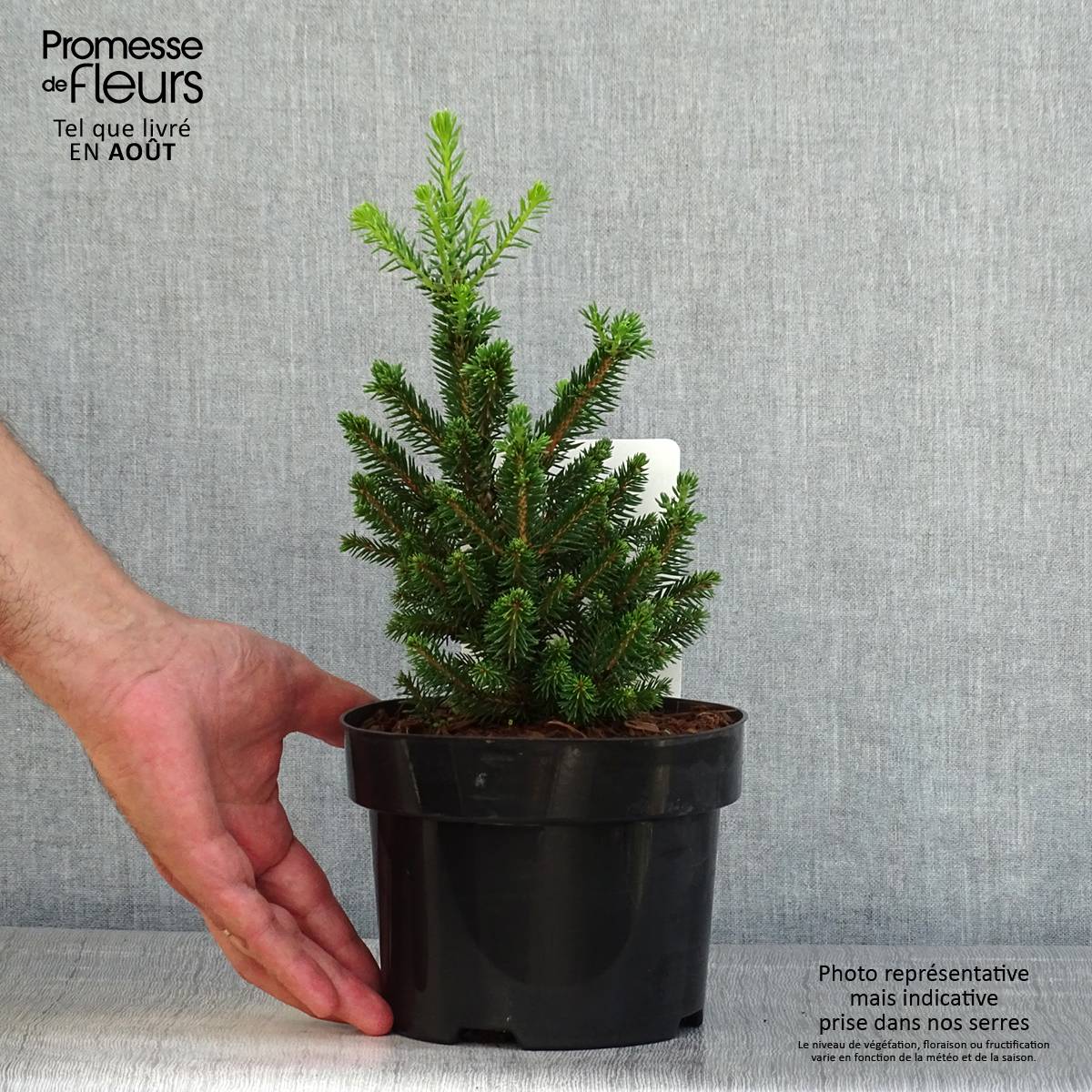 Picea abies Will's Zwerg - Épicéa commun Pot de 2L/3L - Image 2