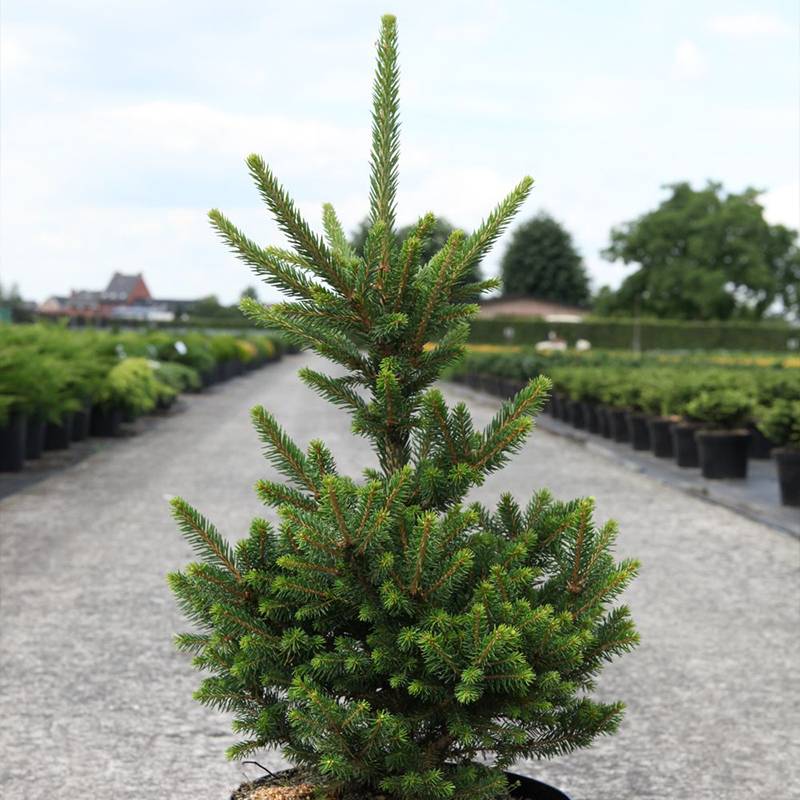 Picea abies Will's Zwerg - Épicéa commun Pot de 2L/3L - Image 1