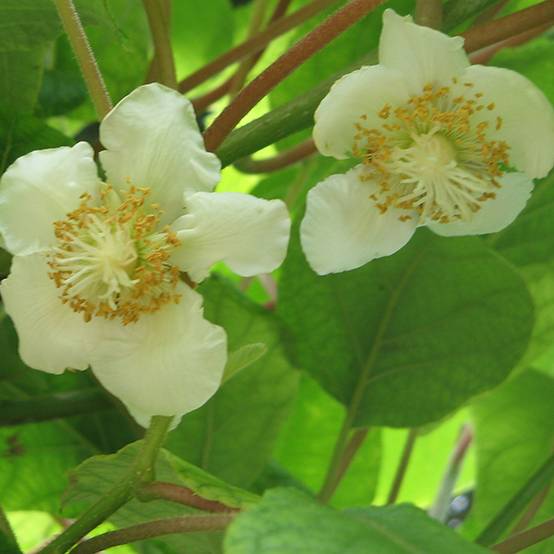 Kiwi Tomuri (mâle) - Actinidia deliciosa Pot de 2L/3L