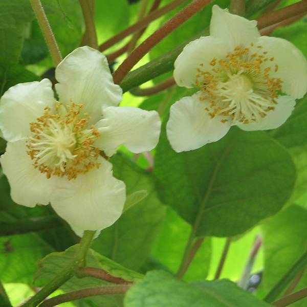 Kiwi Tomuri (mâle) - Actinidia deliciosa Pot de 2L/3L