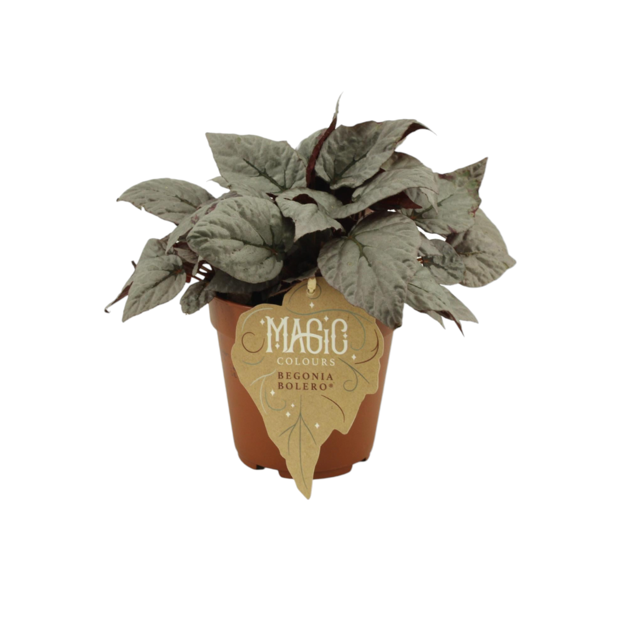 Begonia Rex 'Bolero' 25cm - Plante d'intérieur- La Green Touch - Image 1