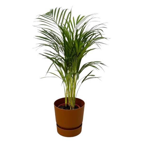 Grand Palmier Areca et son pot- La Green Touch - Hauteur 85cm