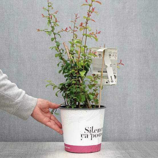 Promesse de Fleurs - Cognassier du Japon Friesdorfer - Chaenomeles speciosa Pot de 3L/4L - Image 2