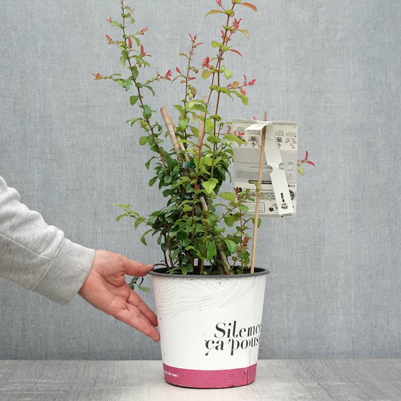 Promesse de Fleurs - Cognassier du Japon Friesdorfer - Chaenomeles speciosa  Pot de 3L/4L - Image 2