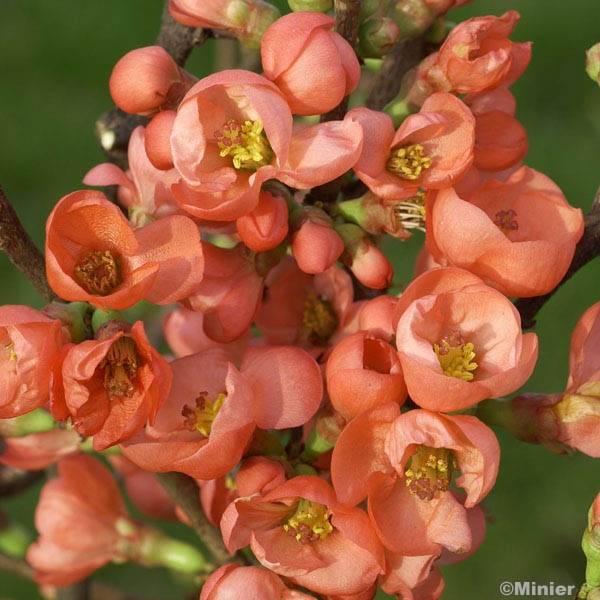 Promesse de Fleurs - Cognassier du Japon Friesdorfer - Chaenomeles speciosa  Pot de 3L/4L - Image 1