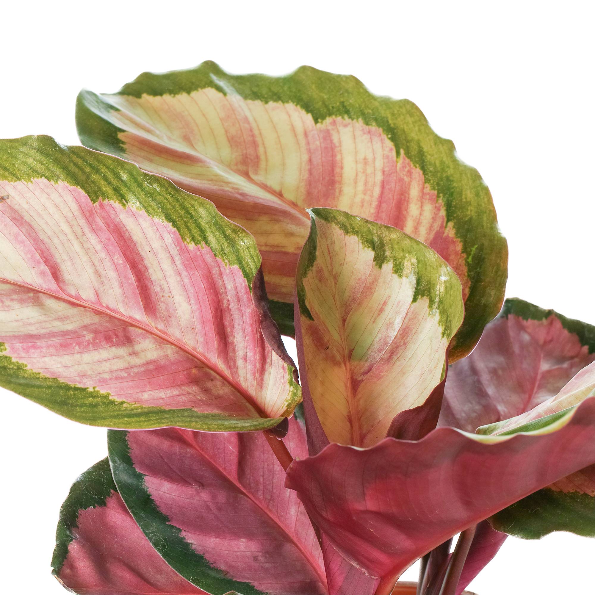 Gardenersdream - Calathea Roseopicta Rosy Plante D'Intérieur Rose Qualité Supérieur 30-40Cm Avec Pot - GardenersDream - Image 3