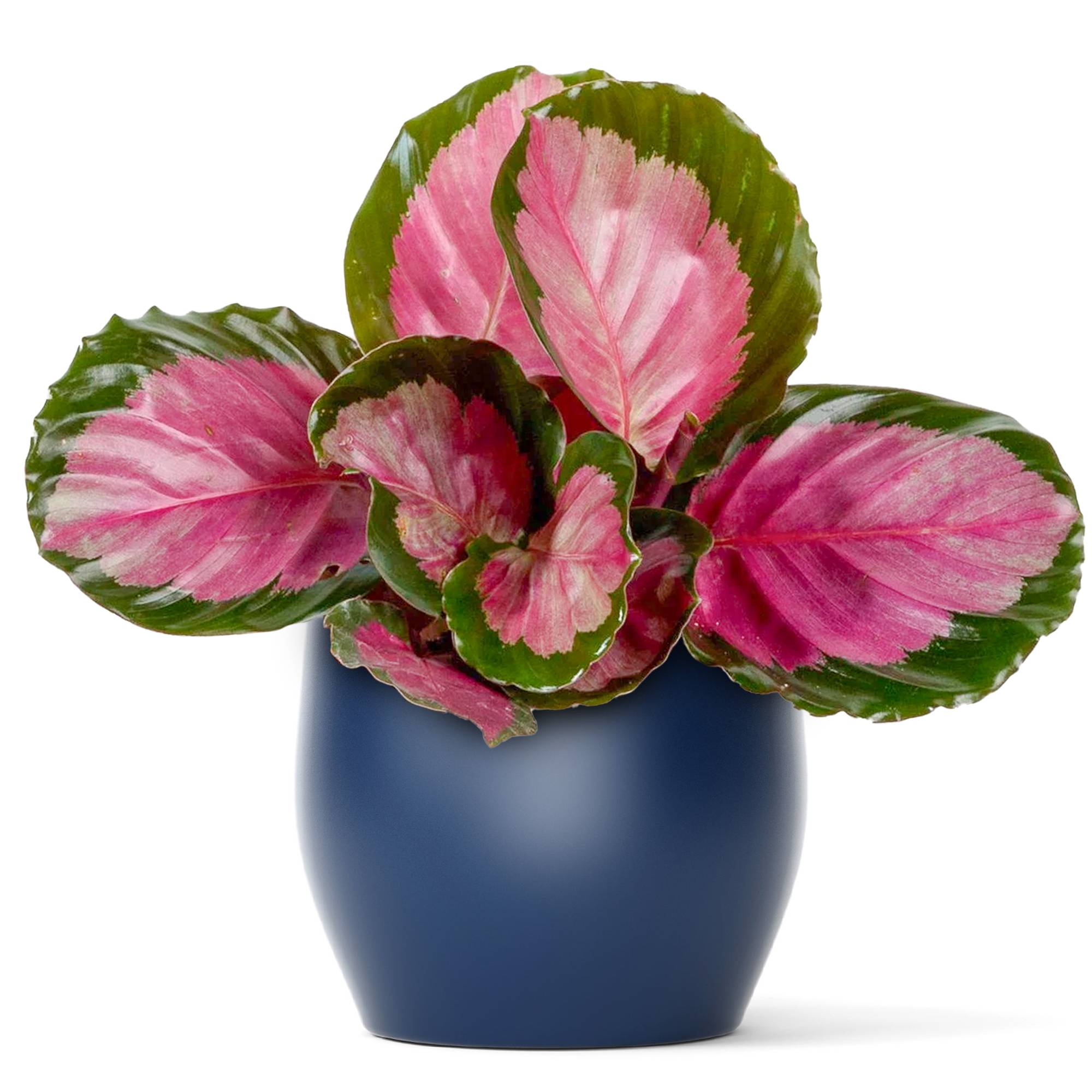 Gardenersdream - Calathea Roseopicta Rosy Plante D'Intérieur Rose Qualité Supérieur 30-40Cm Avec Pot - GardenersDream - Image 1
