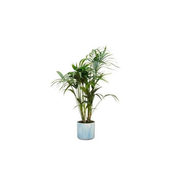 Palmier Kentia 130cm et son pot- La Green Touch Bleu Océan - Hauteur 130cm