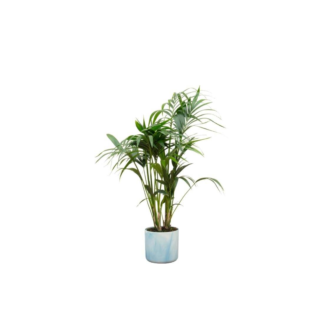 Palmier Kentia 130cm et son pot- La Green Touch Bleu Océan - Hauteur 130cm