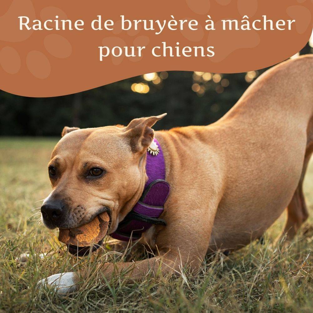Wildfang - Wildfang - Mâcher des racines de bruyère arborescente - 1 x M - Image 2