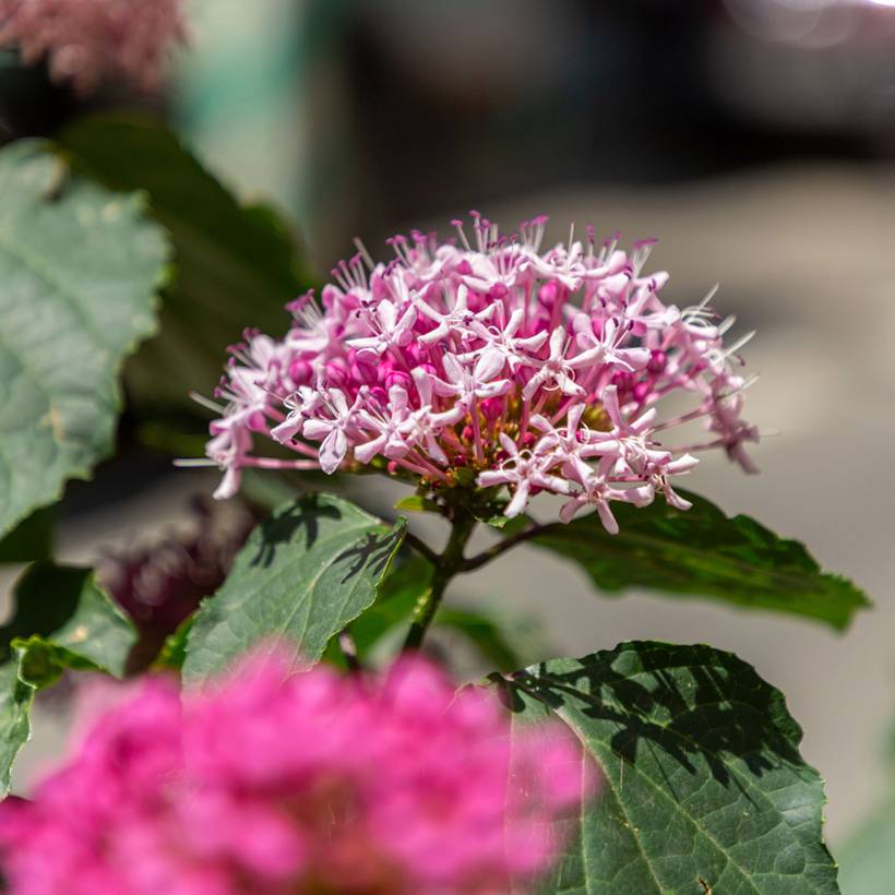 Clerodendrum bungei - Clérodendron de Bunge Pot de 2L/3L - Image 1
