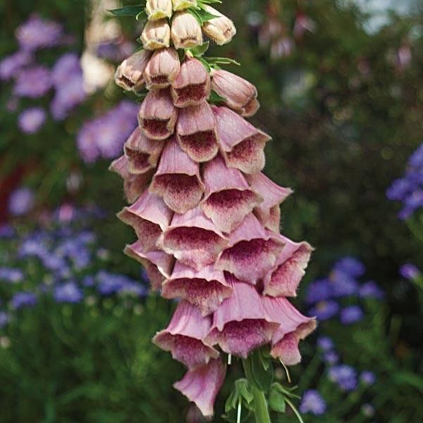 Digitale, Digitalis mertonensis Godet de 8/9 cm